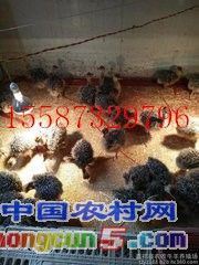t01cdea870e6f24d21d_副本