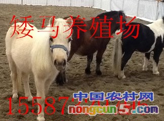 t01d05029d9af04435a_副本