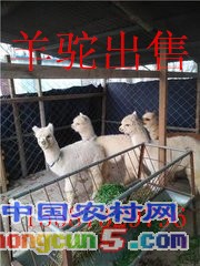 t010b8eefe0bf21cdaa_副本