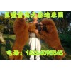 巨型泰迪多少錢一只-巨型泰迪犬價格