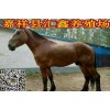 牛喘打什么藥