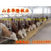湖北正規(guī)養(yǎng)牛場(chǎng)