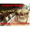 寧夏正規(guī)養(yǎng)牛場(chǎng)