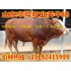 今日小牛犢價(jià)格-今日小牛犢價(jià)格