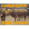 目前小牛犢價(jià)格-目前小牛犢價(jià)格