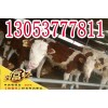 肉牛犢多少錢