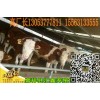 肉牛犢出售信息