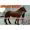 純種西門(mén)塔爾牛視頻