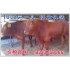 農(nóng)民養(yǎng)牛