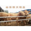 西門塔爾牛怎么樣