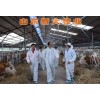 甘肅肉牛養(yǎng)殖