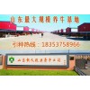 西門(mén)塔爾牛小牛犢