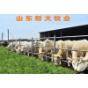 養(yǎng)牛掙錢么