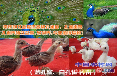 QQ圖片20170419225822_副本