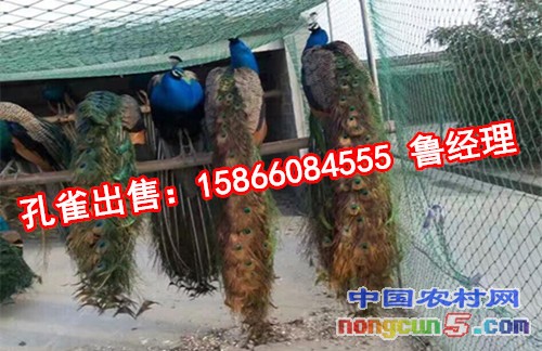 QQ圖片20170315234347_副本
