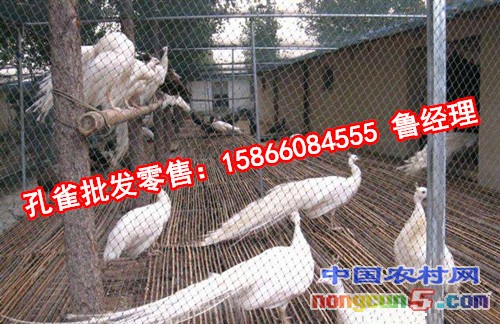 timg (5)_副本