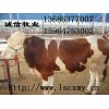 育肥肉牛規(guī)模養(yǎng)殖場(chǎng)肉牛育肥效益分析肉牛育肥價(jià)格育肥肉牛品種