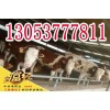 養(yǎng)10頭黃牛一年的利潤(rùn)