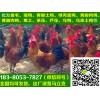 達(dá)州小雞苗視頻，小雞苗孵化出，小雞苗，%98存活率