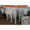 西門塔爾牛養(yǎng)殖技術(shù)