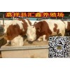 2016西門塔爾小牛價(jià)格