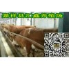 5個(gè)月的牛犢大約多少錢