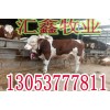 2017年最新牛犢價(jià)格