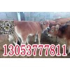 肉牛犢多少錢0537rn