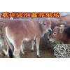 養(yǎng)10頭牛一年賺多少錢