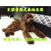 哪里有賣巨型泰迪的-哪里出售巨型泰迪