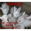養(yǎng)30只母肉兔利潤(rùn)多少錢
