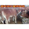 養(yǎng)殖肉牛