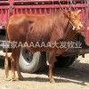 湖南常德養(yǎng)?；卦谀?/></a>
<div><a href=