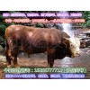 江東養(yǎng)?；?/></a>
<div><a href=