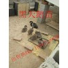 天津黑天鵝養(yǎng)殖場鴛鴦多少錢一對