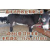 6月毛驢的市場(chǎng)價(jià)格.驢苗多少錢(qián)一頭、肉驢駒價(jià)格、種驢價(jià)格