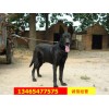 萊州紅幼犬價(jià)格 蘇聯(lián)紅幼犬價(jià)格