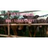 供應(yīng)肉牛 西門塔爾牛 夏洛萊牛 利木贊牛 魯西黃牛