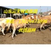 供應(yīng)肉牛 種牛 架子牛 育肥牛 牛犢