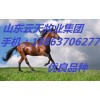 供應(yīng)純血馬 蒙古馬 矮馬 馬駒 馬