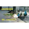 供應(yīng)孔雀 孔雀苗