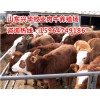 近期肉牛價格一斤多少錢