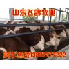 肉牛多少錢一斤