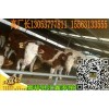 肉牛養(yǎng)殖視頻