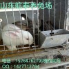 2017肉兔多少錢(qián)一只?當(dāng)前肉兔種兔價(jià)格
