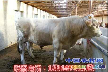 小牛1