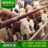 優(yōu)質(zhì)黃牛市場價格