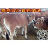 牛犢子價(jià)格