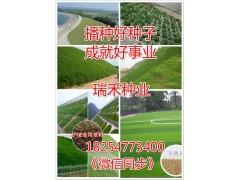 哪里有綠化草坪種子賣價格
