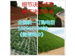 臨沂草坪種子一斤多少錢